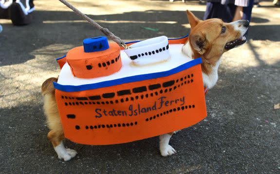 A dog in costume is seen during the 27th Annual Tompkins Square Halloween Dog Parade in Tompkins Square Park in New York on October 21, 2017. / AFP PHOTO / TIMOTHY A. CLARY        (Photo credit should read TIMOTHY A. CLARY/AFP/Getty Images)