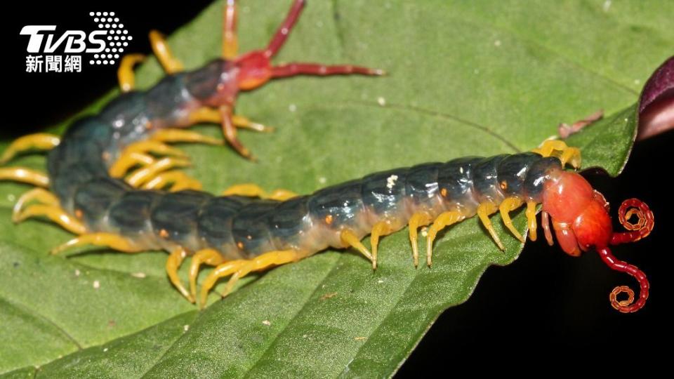 現存最大的蜈蚣是祕魯巨人蜈蚣（Peruvian giant yellow-leg centipede）。（圖／shutterstock 達志影像）