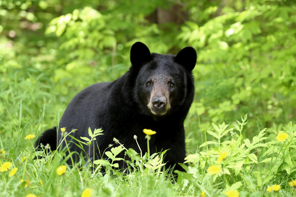 A black bear stands in a grassy field with yellow flowers and lush greenery in the background