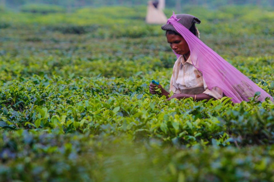 A woman picks organic tea by hand in the Simulbari Tea Garden plantation in India, harvesting one of the world's best and most famous qualities of Darjeeling tea. (Photo: NurPhoto via Getty Images)