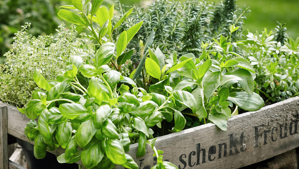 Herbs in a crate for decoration