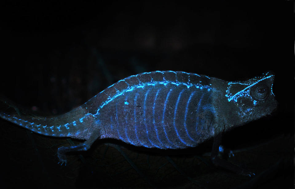 In the brown leaf chameleon (<i>Brookesia superciliaris</i>), tubercles on its skeleton generate glowing patterns of dots that are visible through its skin. <cite>David Prötzel (ZSM/LMU)</cite>