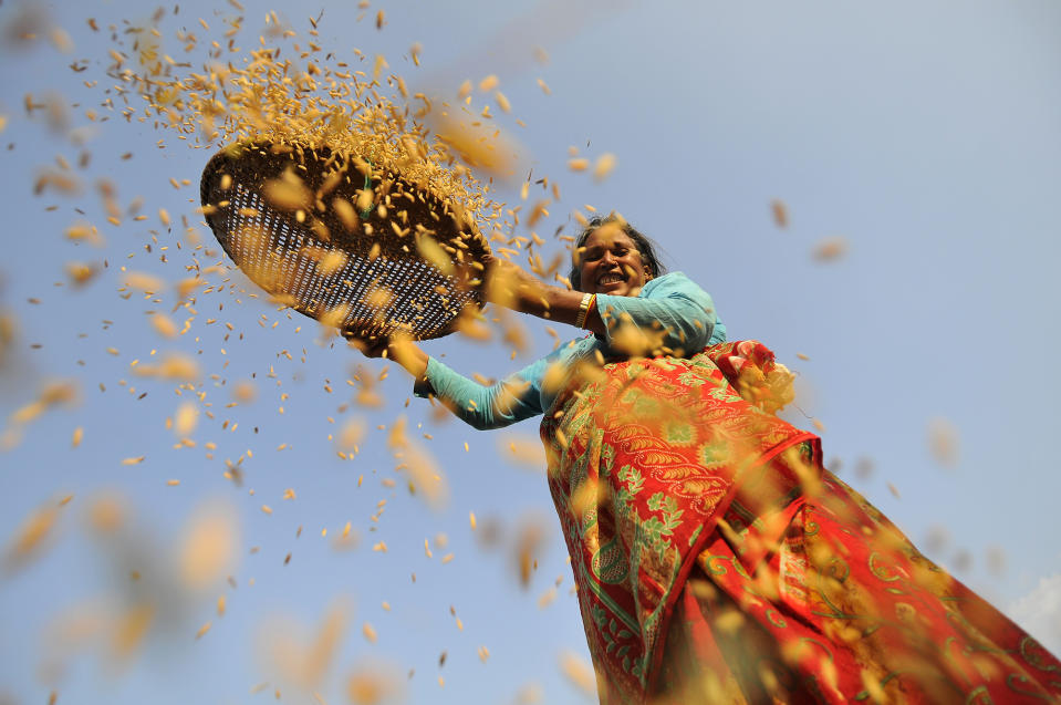 Rice Harvest in Chhampi, Patan, Nepal