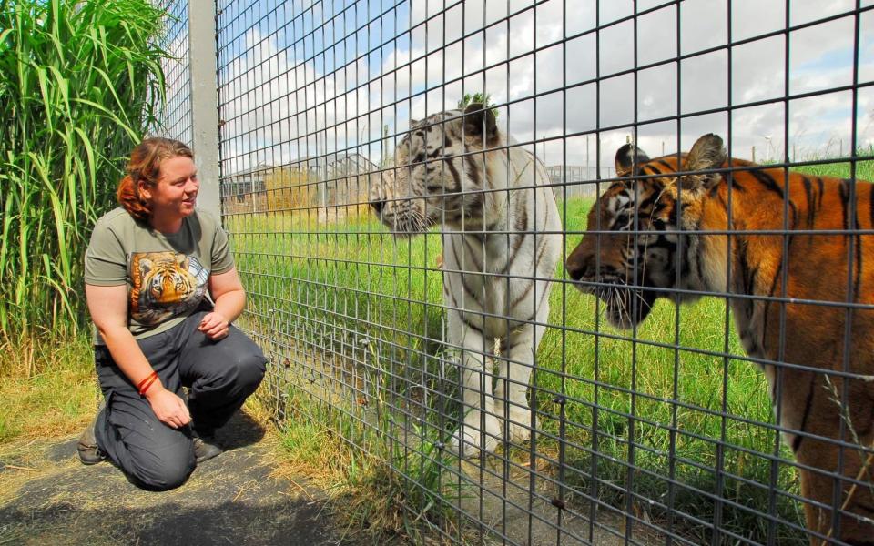 Rosa King with the tigers at Hamerton Zoo Park - Credit: SWNS