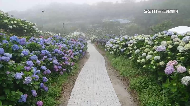 繡球花盛開。