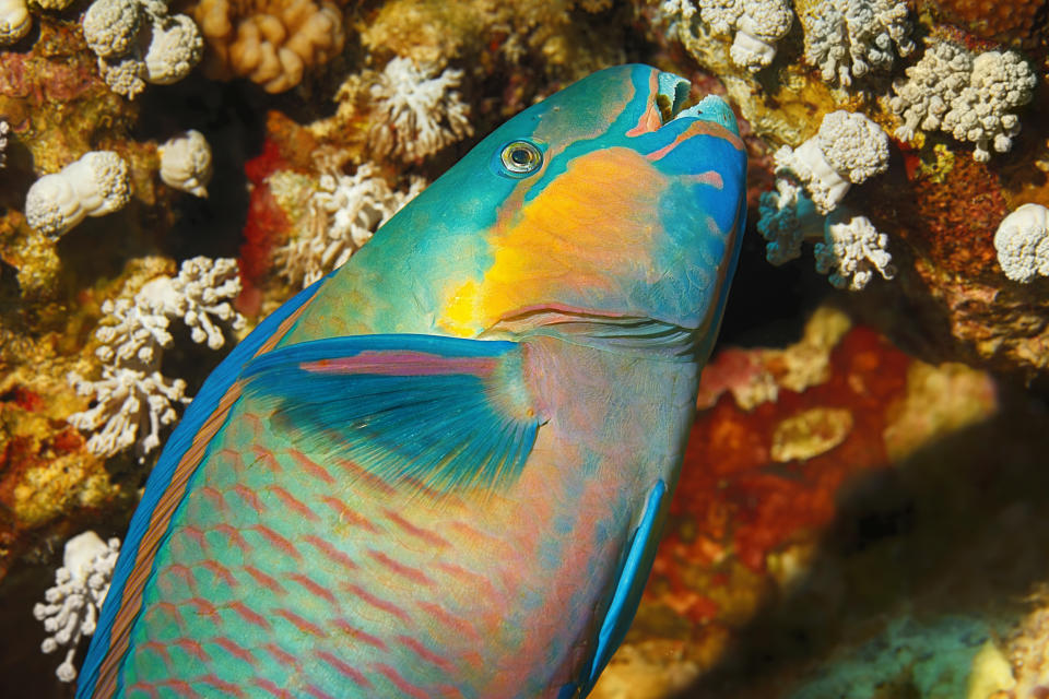 Underwater  sea life - coral reef. Parrotfish   fish,  deep in tropical sea. 