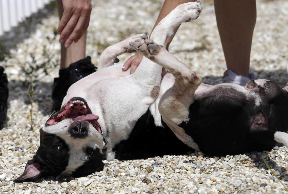 In this Oct. 10, 2013, photo, prospective adopters pet a pit bull as Tia Maria Torres, star of Animal Planet’s “Pit Bulls and Parolees,” films an episode of the show's fifth season in New Orleans. Torres, who runs the nation’s largest pit bull rescue center and has long paired abused and abandoned dogs with the parolees who care for them, has moved her long-running reality TV series from southern California to New Orleans, where hurricanes and overbreeding have left many pit bulls abandoned or abused. (AP Photo/Gerald Herbert)