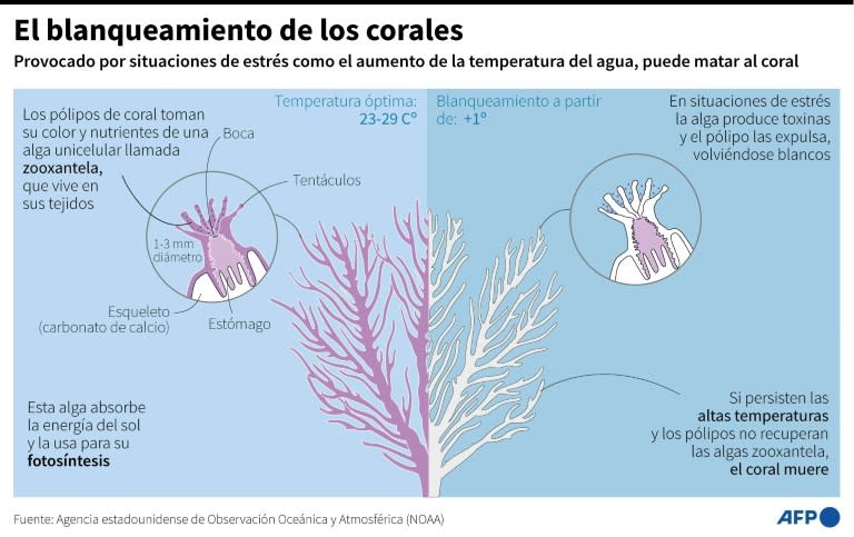 El proceso de blanqueamiento de los corales, provocado por situaciones de estrés como el aumento de la temperatura del océano (Jean-Michel Cornu, Jonathan Walter)