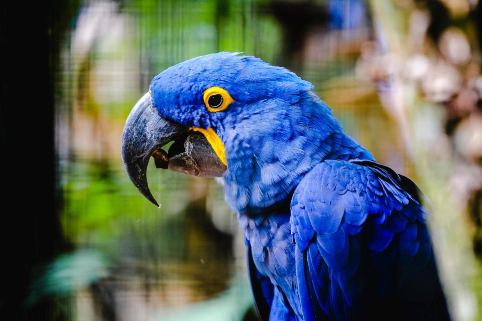 The elusive hyacinth macaw - getty