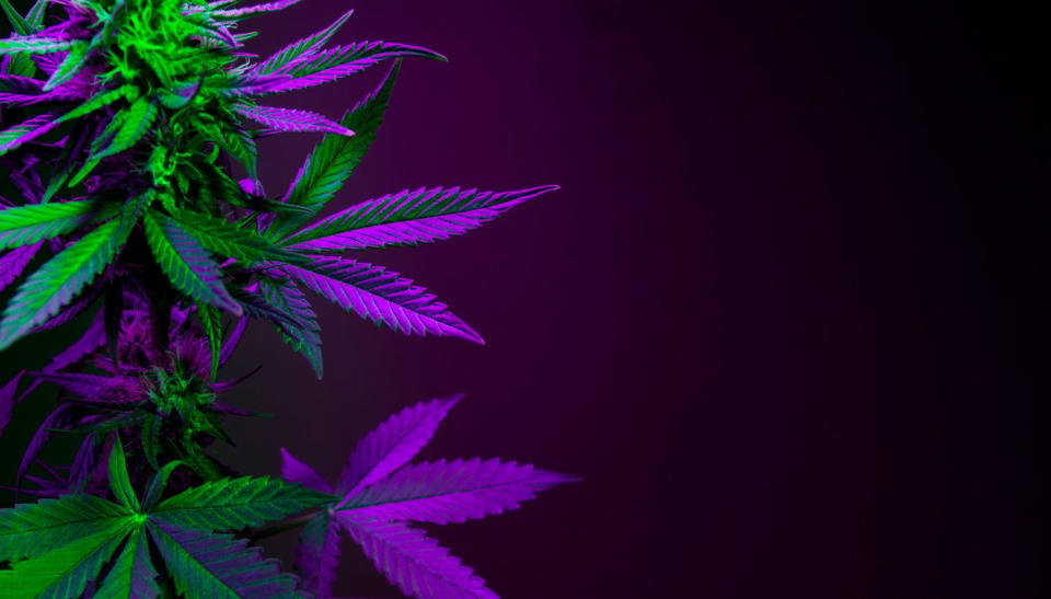 A cannabis plant under a grow light.