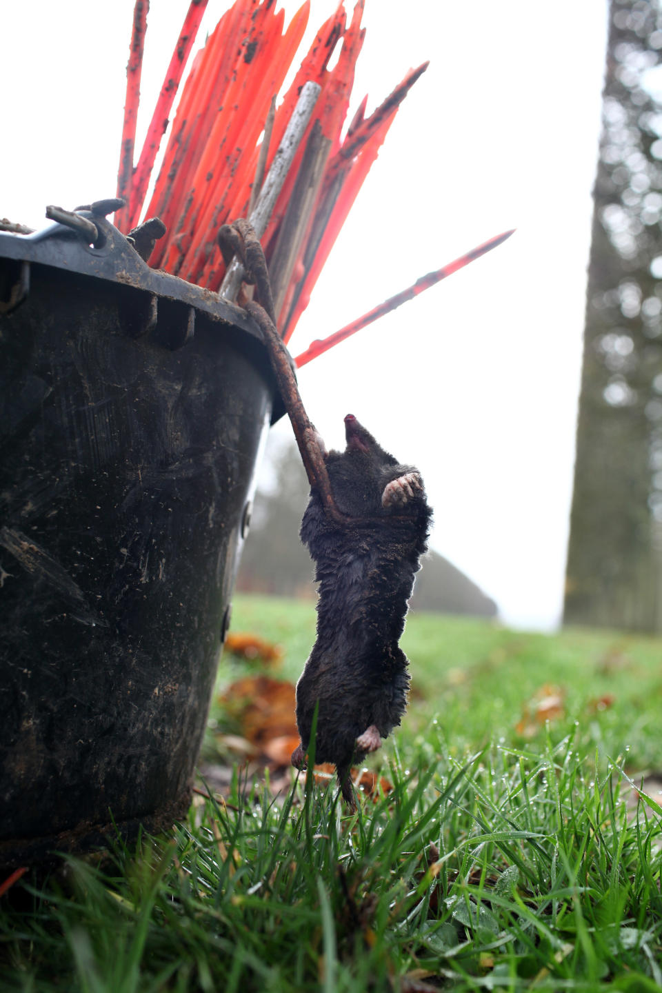 A recently caught dead mole hangs from a bucket, in the park of the Chateau de Versailles, west of Paris, Thursday, Nov. 22, 2012. The king is dead, but the molecatcher lives on. Jerome Dormion even signs SMS messages: “Molecatcher to the king.” It’s been over two centuries since Louis XVI was guillotined on Paris’ Place de la Concorde, but the job of hunting the underground rodent that so troubled French monarchs on the grounds of the Versailles palace still exists. (AP Photo/Thibault Camus)