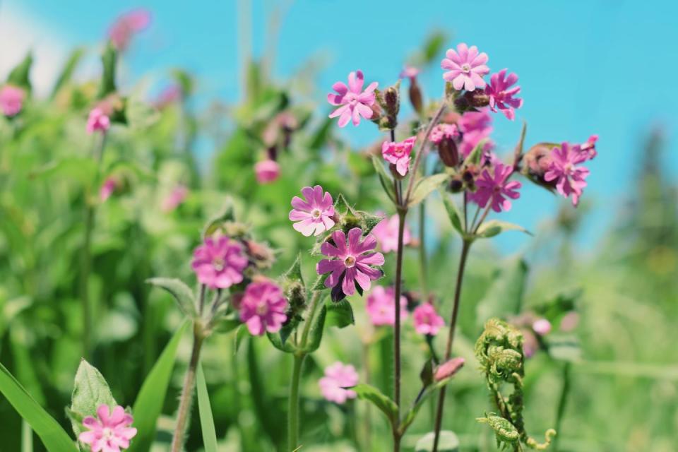 11) Red Campion (Silene dioica)