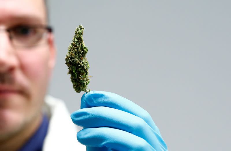 FILE PHOTO: An employee holds up cannabis in the laboratory at the headquarters of herbal medicines manufacturer Bionorica in Neumarkt