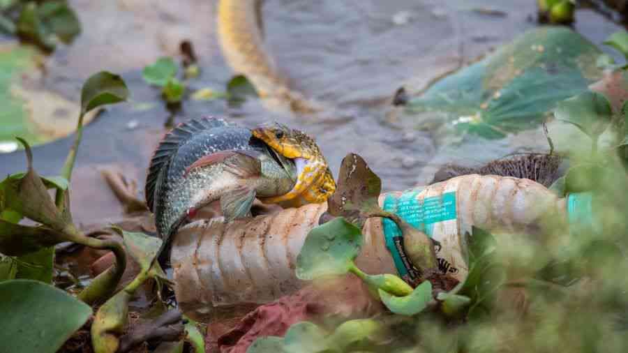 Poisoned Waters: A checkered keelback catches a meal in a filthy waterbody in Dharwad, Karnataka. That unmissable plastic bottle is just the tip of the iceberg. According to Niti Aayog, the government’s policy think tank, 70% of India’s water is contaminated, with 600 million people facing high to extreme water stress. 