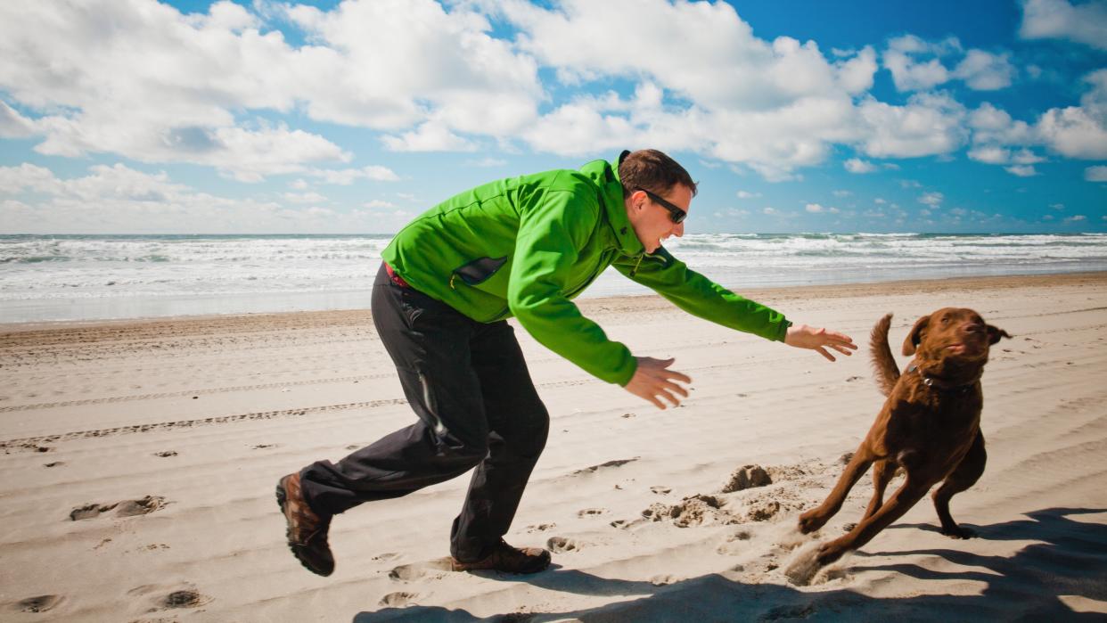  A Chesapeak Bay Retriever evades being caught by his owner while on the beach. 