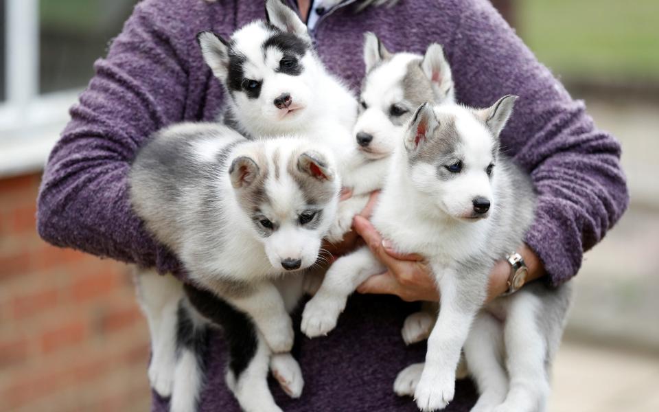 Four Siberian Husky puppies are held by their breeder - REUTERS