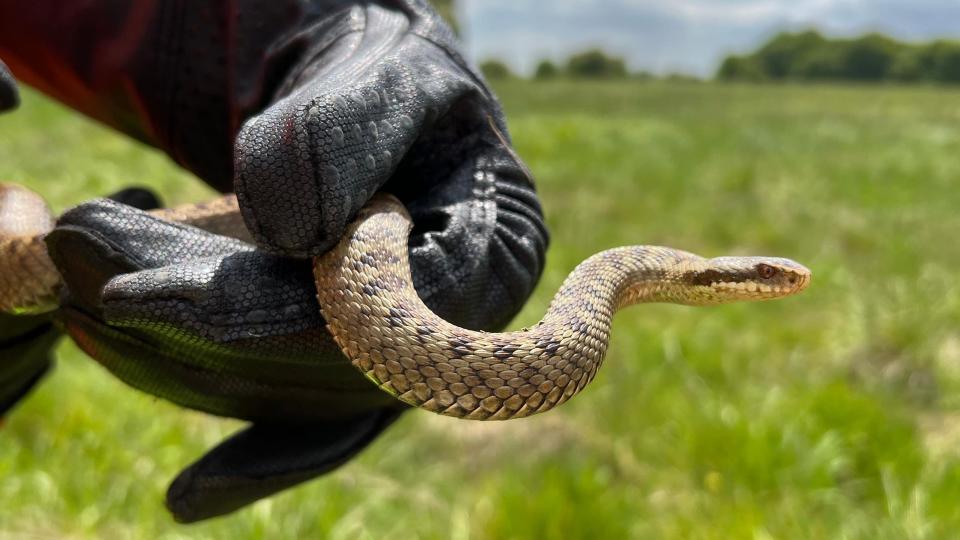 An adder in a field being held by someone wearing gloves