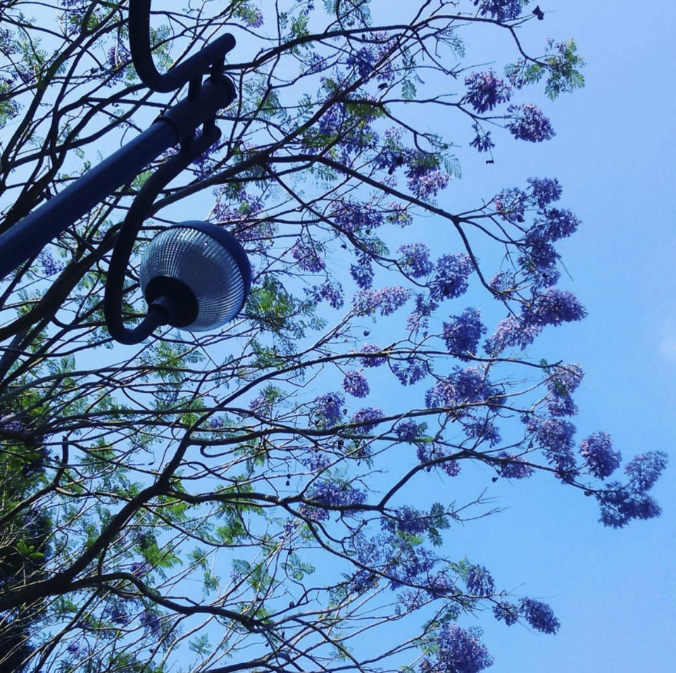 香港賞花｜藍花楹盛開中！5個打卡位推介 灣仔星街/將軍澳常寧路/沙田中央公園