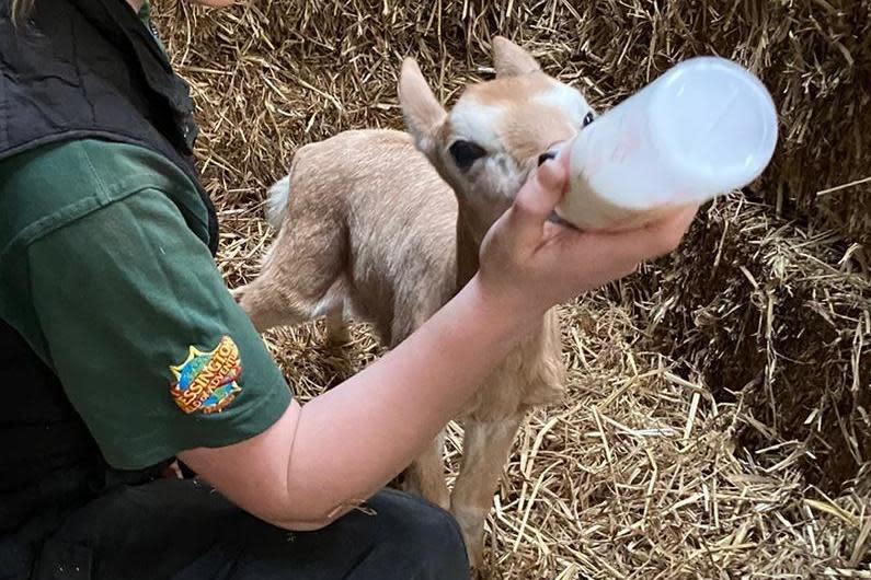 An adorable Oryx calf has been introduced to another mother after hers died in childbirth at Chessington World of Adventures. (Chessington World of Adventures)