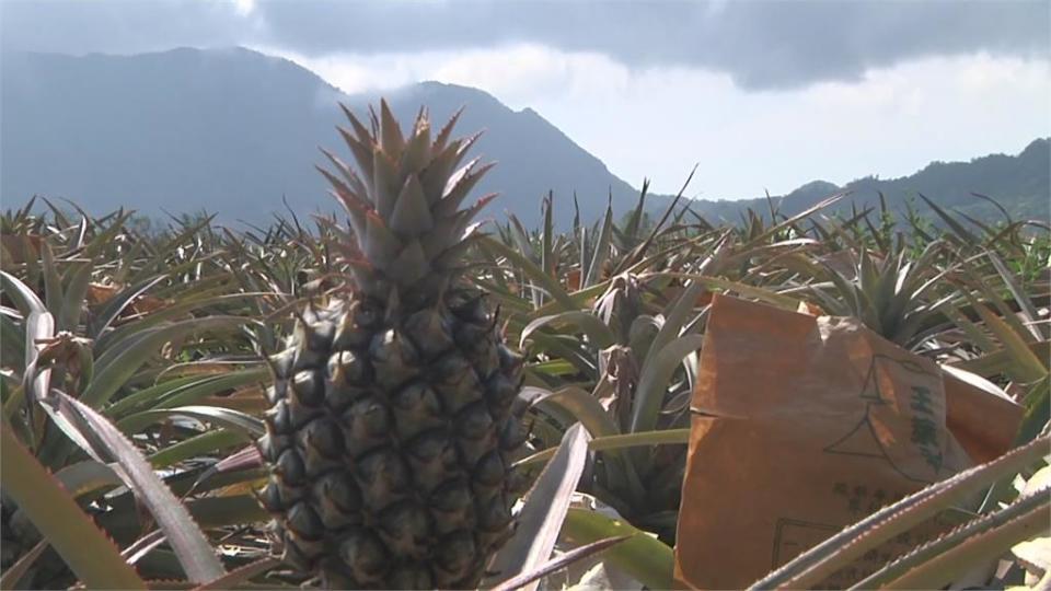 繼香蕉後 鳳梨.芒果和火龍果獲准進軍東奧