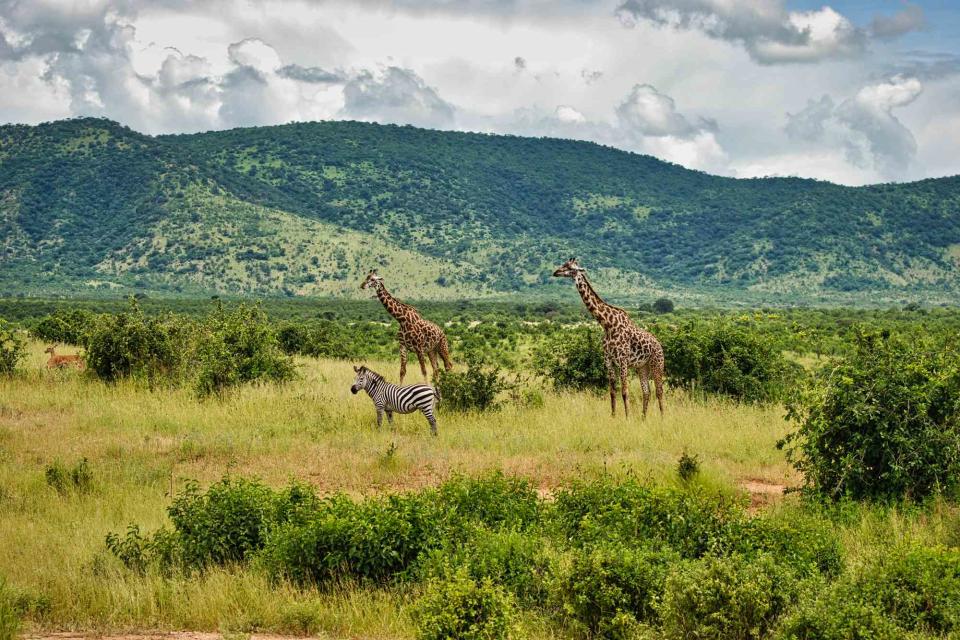 <p>sherly348 / 500px/Getty Images</p> Ruaha National Park, the largest protected wildlife area in Tanzania.