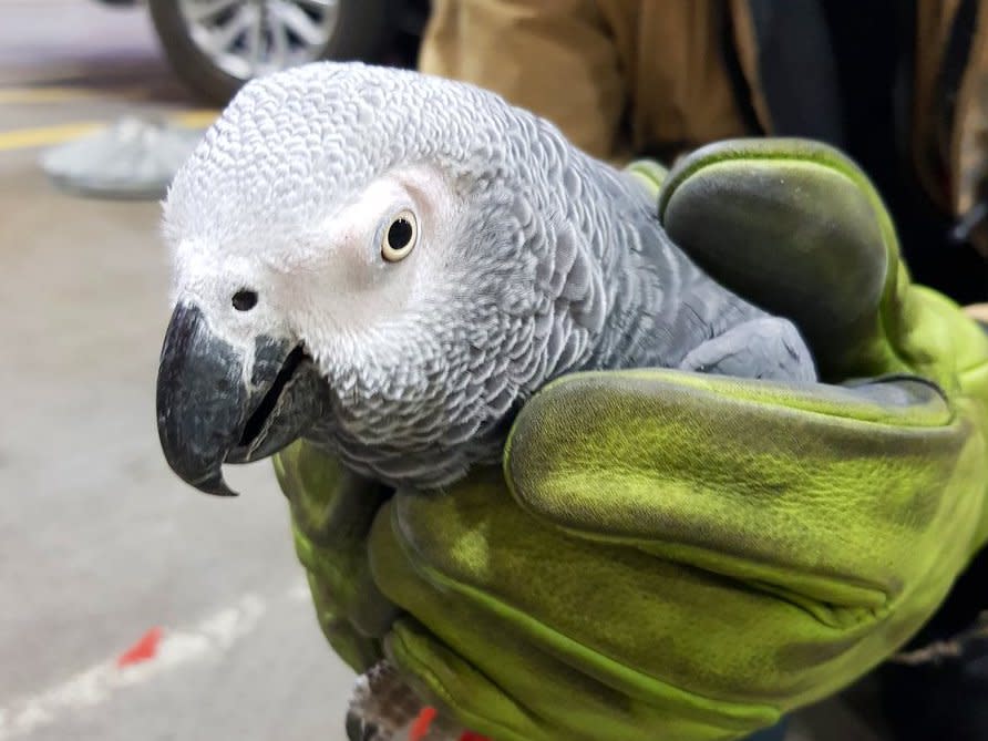 Mystery of African grey parrot on Dublin airport runway solved