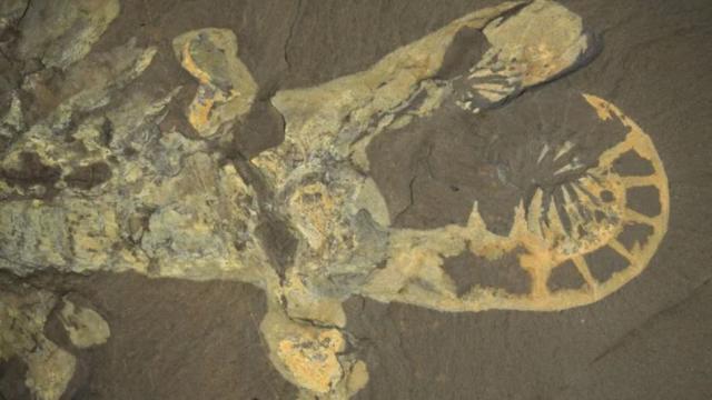 How the turtle got its shell: Amazing fossils are solving the mystery