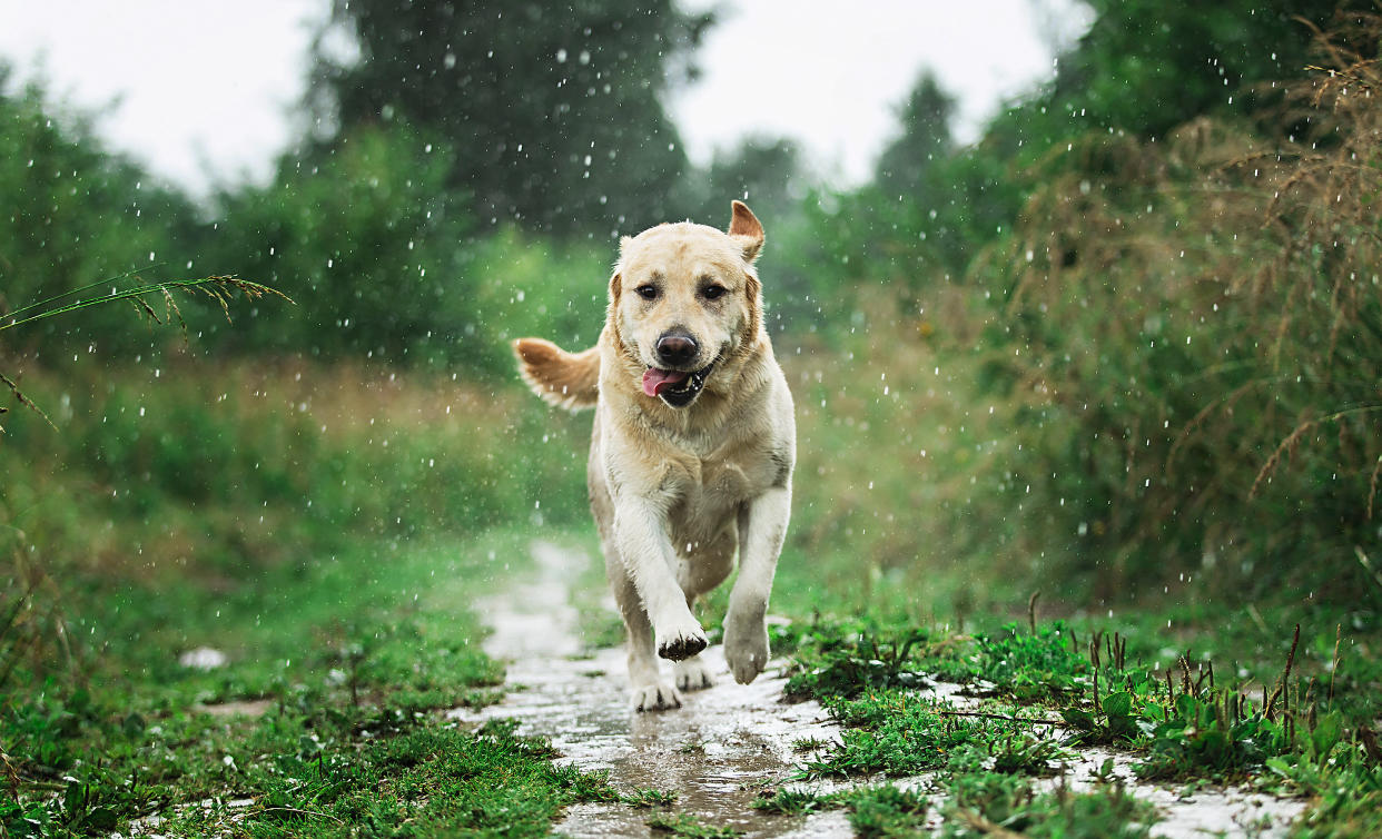 Viele Hunde lieben es, im Regen herumzutollen. Mit der passenden Regenjacke schützt man nicht nur seinen Liebling vor Nässe und Schmutz, sondern auch sein Zuhause. (Foto: Getty Images)