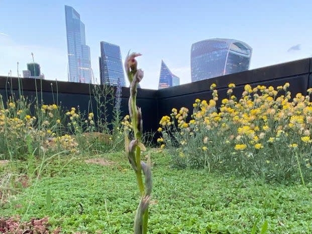 A colony of rare small-flowered tongue-orchids has been discovered on a London rooftop (Nomura)