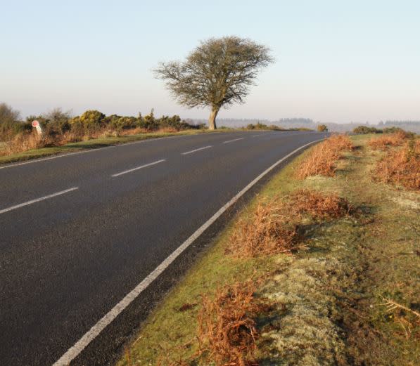 The animals were killed on Roger Penny Way, New Forest (Getty) 