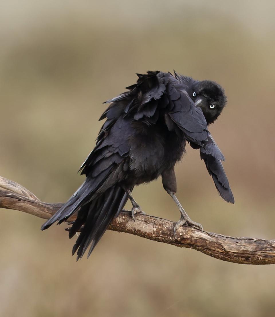 A little raven (<em>Corvus mellori</em>) in the Nullarbor. These birds are native to South-East Australia and are related to Australia’s crows. Barry Baker