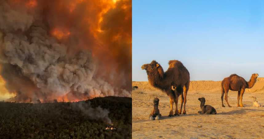澳洲野火持續延燒，當局決定射殺數量已失控的駱駝群。（圖／達志／美聯社／Unsplash）