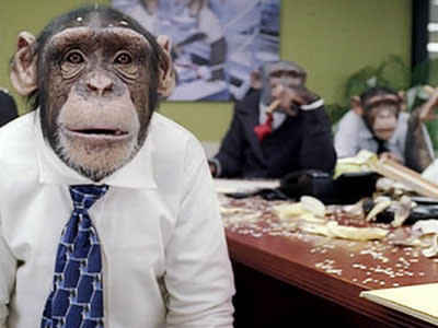 career chimp