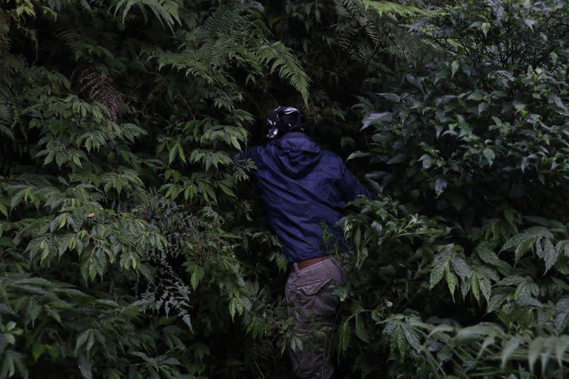 The Wider Image: Taiwan plant hunters race to collect rare species before they are gone