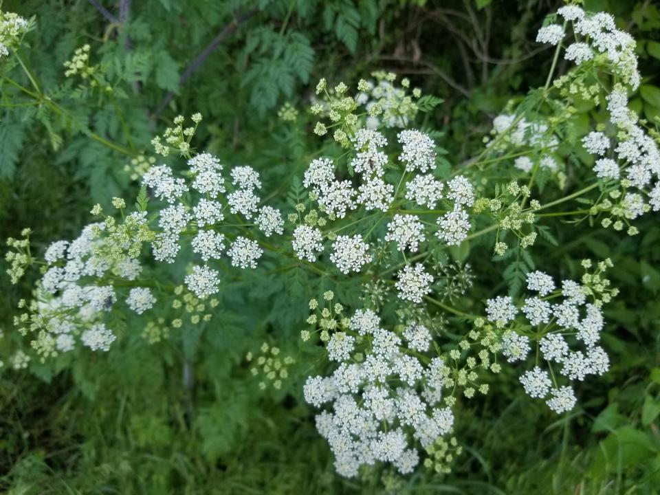 Umbrella-like flower clusters similar to Queen Anne's lace are one way to recognize the hazardous weed poisonous hemlock.