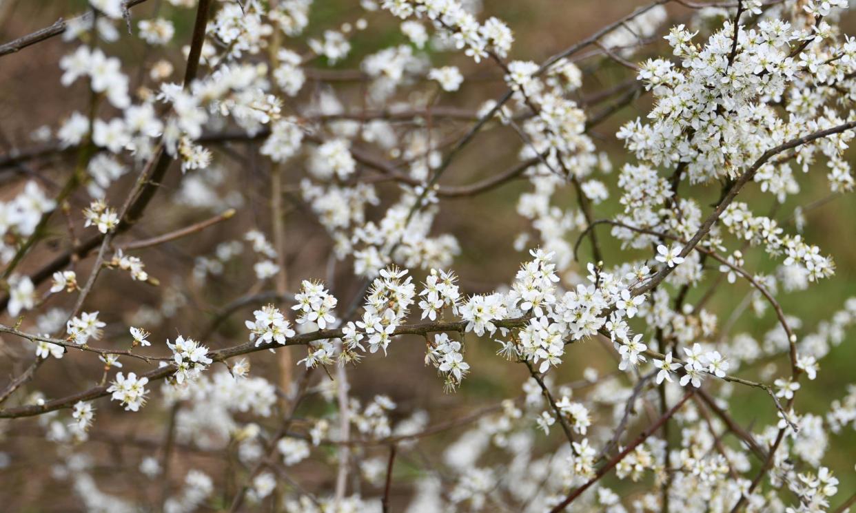 <span>Flowering blackthorn in Stafford: ‘The gnarled bushes are covered in thousands upon thousands of white stars’.</span><span>Photograph: Fraser Lovatt/Josie George</span>