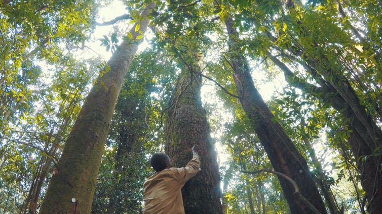 A person marks a tall tree with paint