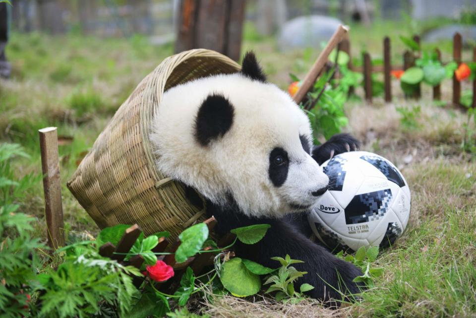 This photo taken on June 10, 2018 shows a panda playing with a football in a basket during a simulated football match at the Shenshuping Base of the China Conservation and Research Centre for the Giant Panda in Wenchuan in China’s southwestern Sichuan province, to mark the Russia 2018 World Cup. / AFP PHOTO / – / China OUT-/AFP/Getty Images