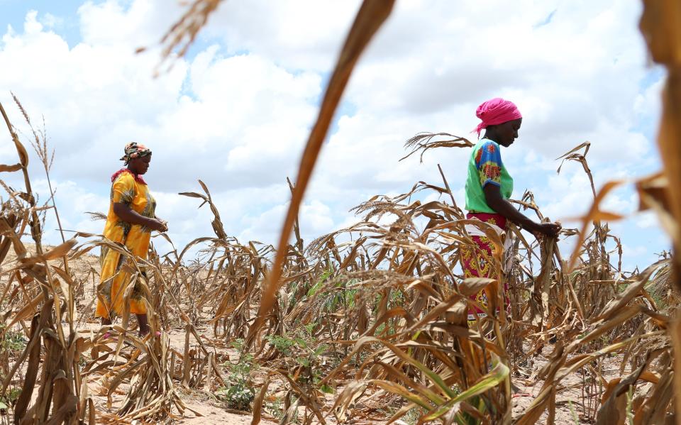A withered maize field in Kilifi County, Kenya