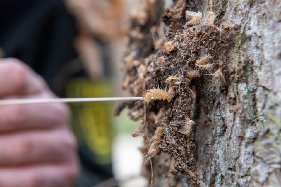 The web of the oak processionary moth on the bark of an oak tree.