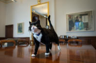 Chief mouser' Palmerston, a rescue cat recruited from Battersea Dogs and Cats Home explores his new surroundings in Permanent Under Secretary, Simon McDonald's office in the Foreign and Commonwealth Office in London.