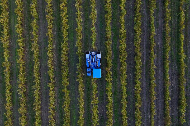 A drone view shows a grape harvester driving a tractor in a vineyard in Bonneuil