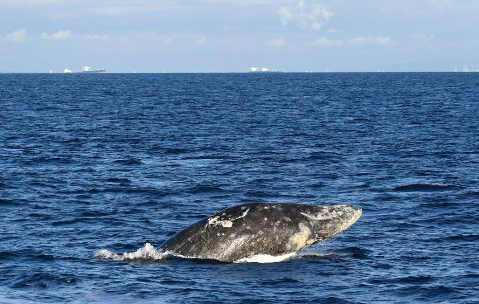 Gray Whale seen from the Triumphant on a whale watch with Harbor Breeze Cruises with Captain Erik Comb off the coast of Long Beach, California.