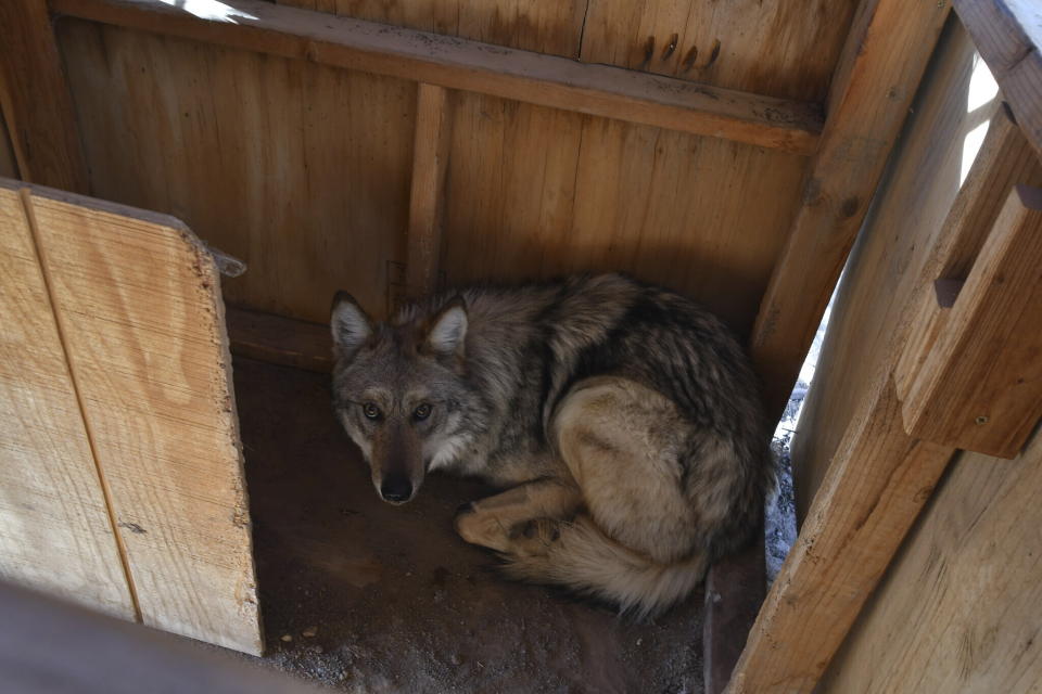 In this Feb. 9, 2023, image provided by the U.S. Fish and Wildlife Service is the female Mexican gray wolf F2754 in a capture box at the agency's wolf management facility at the Sevilleta National Wildlife Refuge in central New Mexico. Federal biologists confirmed Thursday, Nov. 2, 2023, that the wolf has traveled beyond the boundaries of the Mexican gray wolf recovery area for the second time and has been located west of Jemez Springs, New Mexico. (Aislinn Maestas/U.S. Fish and Wildlife Service via AP)