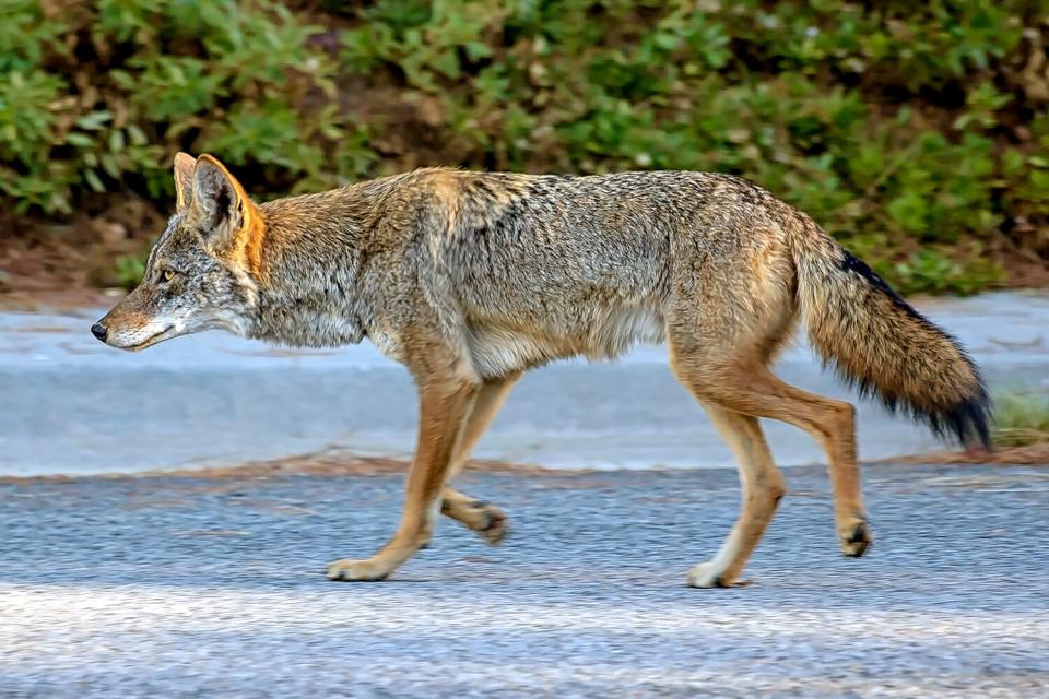 Young coyote roaming the streets of Southern California in plain daylight