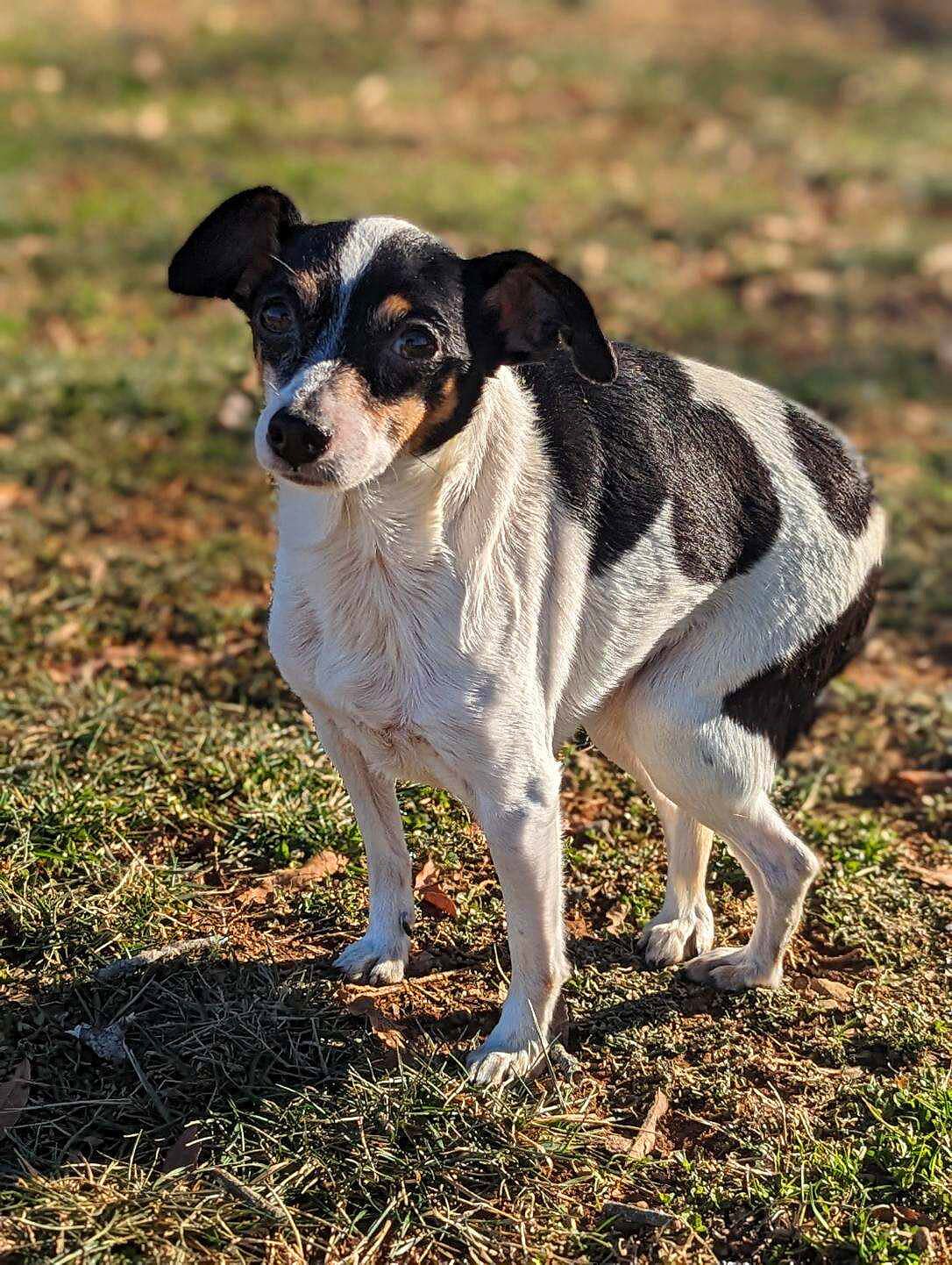 Paralyzed Dog Gaining Mobility in New Home