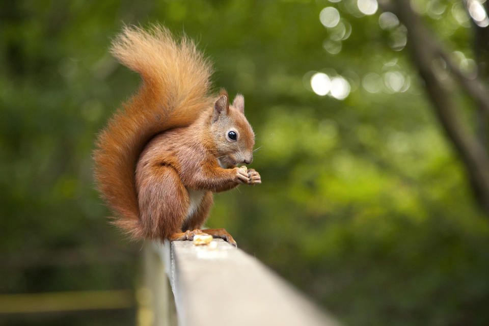 Close-up of red squirrel eating nuts.