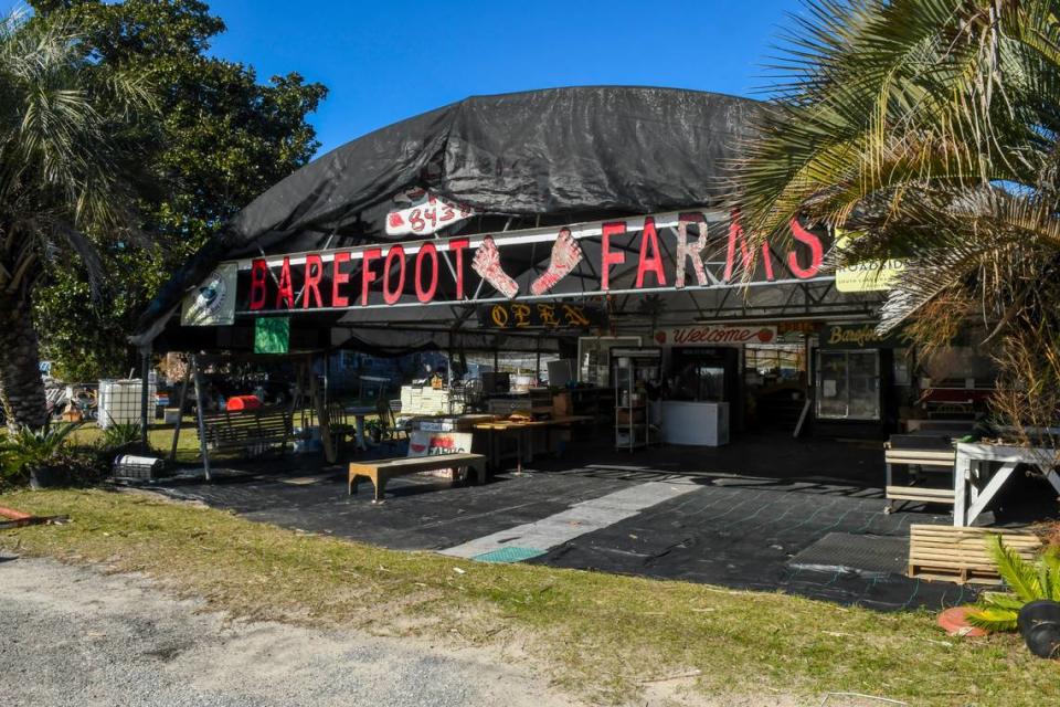 Barefoot Farms has been a staple in the faming community for 30 years and is popular with its self-picking strawberry fields on St. Helena Island that will be open in late-February, early March.
