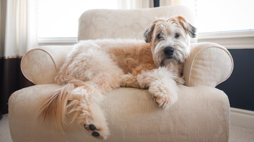 23. Wheaten Terrier