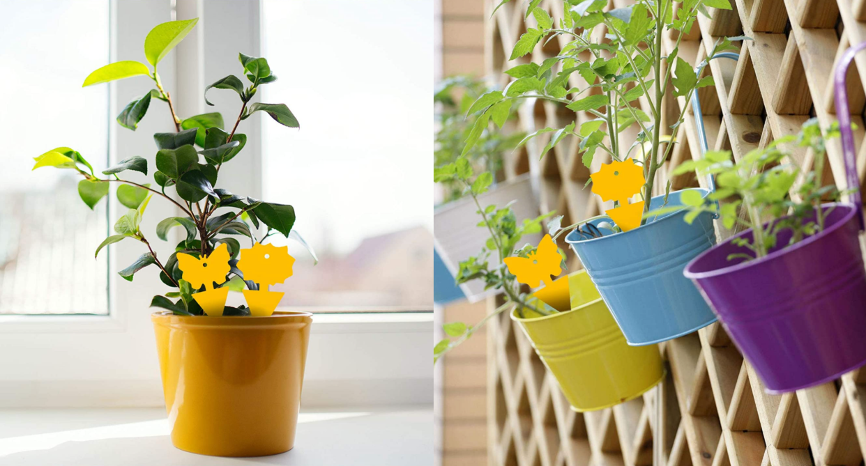 fruit fly traps from amazon canada in potted plant with yellow pot and hanging pots with gnat and fruit fly traps